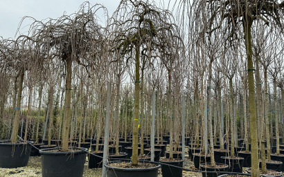 sophora japonica "pendula"